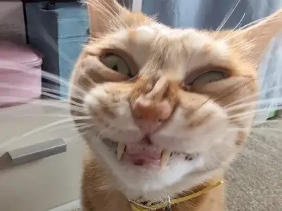 BARSIK